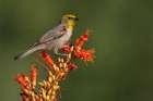 Verdin alights on the blooms of a ocotillo cactus in southern Arizona Art Print